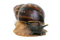 Archachatina porphyrostoma Nigeria C adult